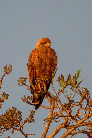 A Savanna Hawk perched overlooking a marsh in Pantanal Brazilの写真素材