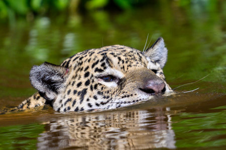 Jaguar swimming across a river in Pantanal Brazilの写真素材