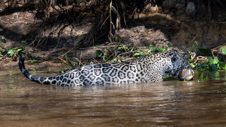 Jaguar in the water, Pantanal, Brazil.の写真素材