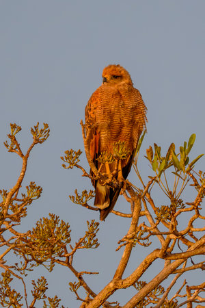 A Savanna Hawk perched overlooking a marsh in Pantanal Brazilの写真素材