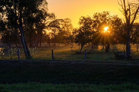 Sunset in the Brazilian countryside of the Pantanal with trees and grass in the foreground.の写真素材