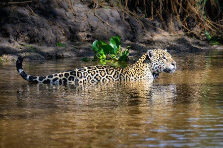 Jaguar crossing a river in Pantanal Brazilの写真素材