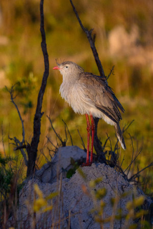 A Red-legged Seriema posing on a termite mound in Pantanal Brazilの写真素材