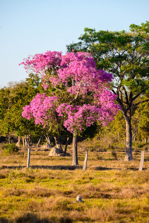 A Pink Ipe tree brightens up the Landscape in Pantanal Brazilの写真素材