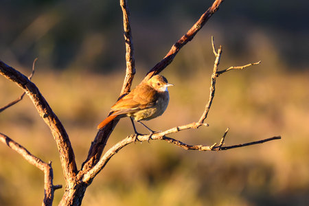 A Rufous Hornero perched in a tree in Pantanal Brazilの写真素材