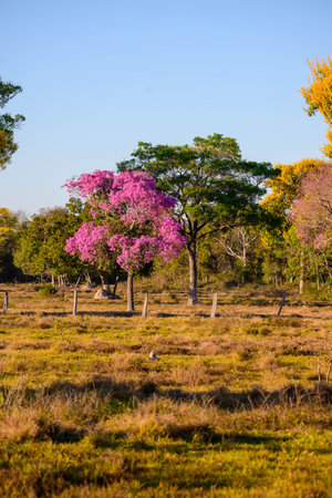 A Pink Ipe tree brightens up the Landscape in Pantanal Brazilの写真素材