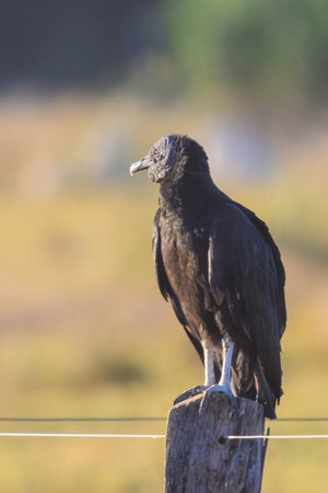 A Black Vulture perched on a post in Pantanal Brazilの写真素材