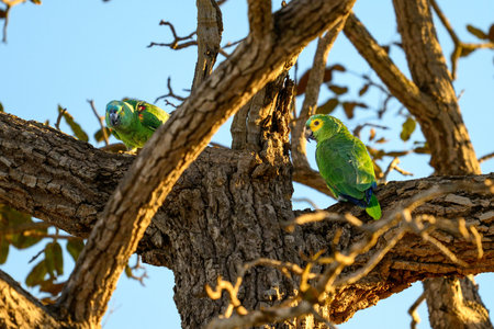 Blue-crowned Parakeets perched in a tree in Pantanal Brazil