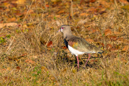 A Southern Lapwing walking through a grassland in Pantanal Brazilの写真素材