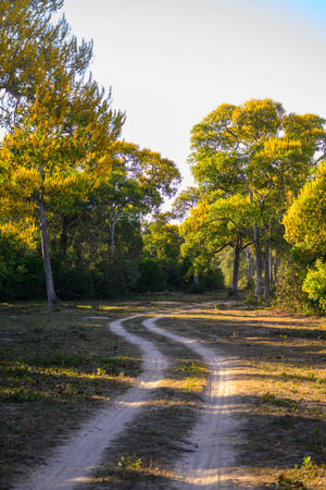 A dirt road winding through a Fazenda in Pantanal Brazilの写真素材