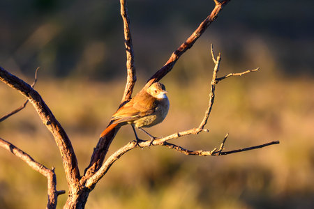 A Rufous Hornero perched on a branch in Pantanal Brazilの写真素材