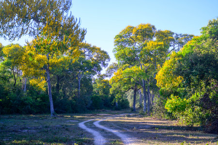 Landscape view of a dirt road winding through a Fazenda in Pantanal Brazilの写真素材
