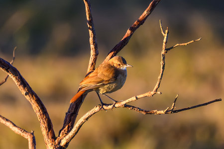A Rufous Hornero perched on a branch in Pantanal Brazilの写真素材