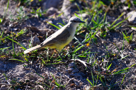 Cattle Tyrant walking in the grass of the Pantanal marshlands in Brazilの写真素材