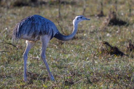 Greater rhea, Struthio camelus, single bird in grass, Pantanal Brazilの写真素材