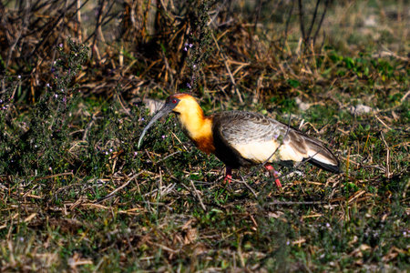 Buff-necked IBIS in Pantanal grassland foragingの写真素材