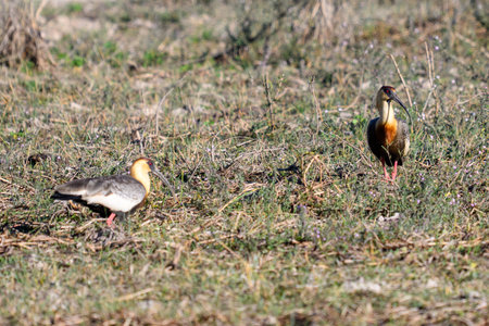 Buff-necked IBIS in Pantanal grassland foragingの写真素材