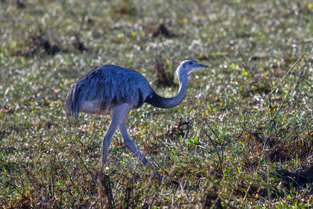 Greater rhea (Rhea americana) in natural habitat of Pantanal Brazilの写真素材