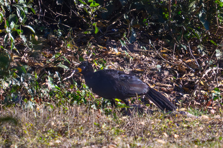 A Wattled Jacana in the grassland of the Pantanalの写真素材