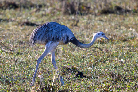 Greater rhea (Rhea americana) in the grass of Pantanal Brazilの写真素材