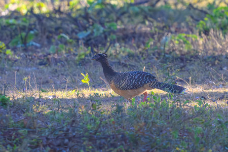 Bare-faced Curassow in the Pantanal grasslandの写真素材