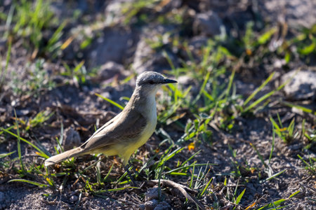 Cattle Tyrant walking in the grass of the Pantanal marshlands in Brazilの写真素材