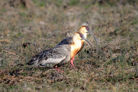 A pair of Buff-necked IBIS in Pantanal grassland foragingの写真素材
