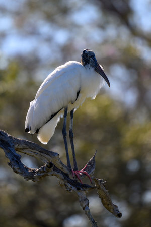 Wood stork, Mycteria americana, single bird on branch, Brazilの写真素材