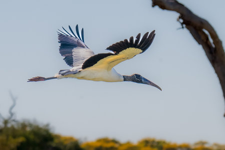 Wood Stork in flight in Brazilの写真素材