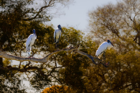 Wood storks in Pantanal Brazilの写真素材