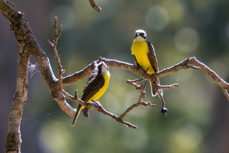 Rusty-margined Flycatchers resting in the Pantanal