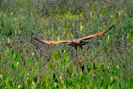 A Snail Kite landing in a marsh in Pantanalの写真素材