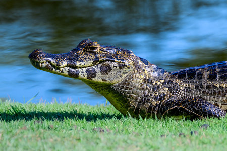 Portrait of a Caimanの写真素材
