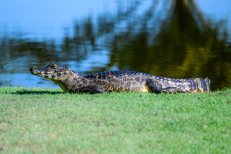 Caiman laying on the river bank in Pantanalの写真素材