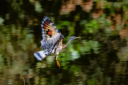 A Sunbittern in flight across a waterway in Pantanal Brazilの写真素材