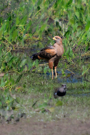 A Snail Kite with a watchful eye for both prey and predators