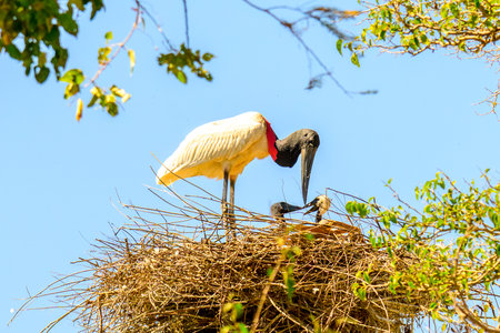 Stork on nest with baby in Panantal Brazilの写真素材