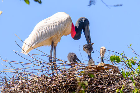 Jabiru Stork on nest with baby in Panantal Brazilの写真素材
