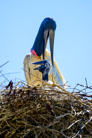 Jabiru Stork on nest with baby in Panantal Brazilの写真素材