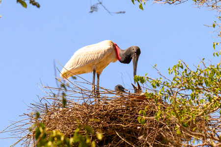 Jabiru Stork on nest with baby in Panantal Brazilの写真素材