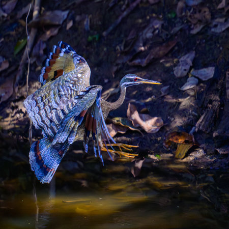 A Sunbittern in flight across a waterway in Pantanal Brazilの写真素材