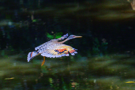 A Sunbittern in flight across a waterway in Pantanal Brazilの写真素材