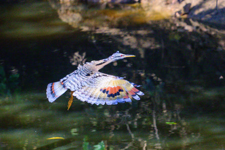 A Sunbittern in flight across a waterway in Pantanal Brazilの写真素材