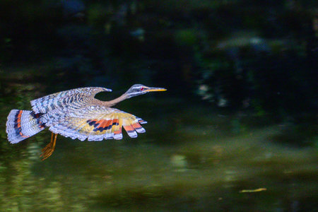 A Sunbittern in flight across a waterway in Pantanal Brazilの写真素材