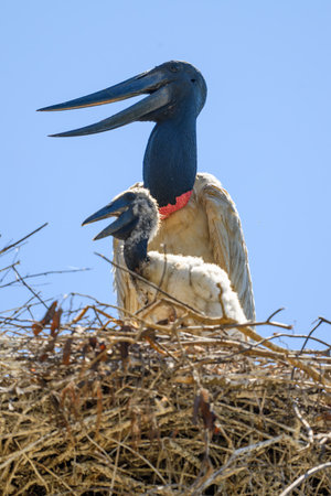 Jabiru Stork on nest with baby in Panantal Brazilの写真素材