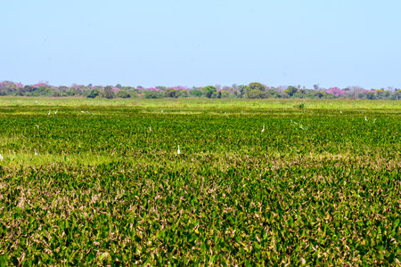 Marshland in the Pantanalの写真素材