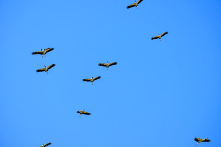 Wood Storks flying over the Pantanal marshland in Brazilの写真素材