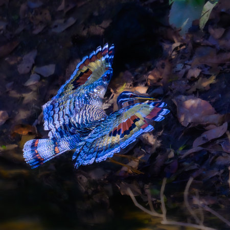 A Sunbittern in flight across a waterway in Pantanal Brazilの写真素材
