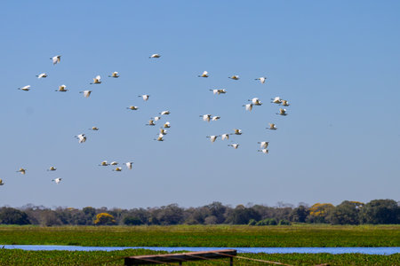 A flock of white egrets flies in the blue sky over a marshの写真素材