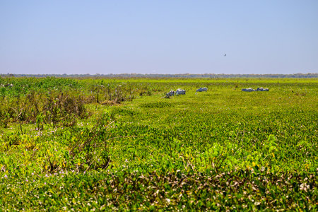Cattle grazing in a marsh on a Fazenda in the Pantanalの写真素材